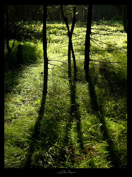 photo "***" tags: landscape, nature, forest