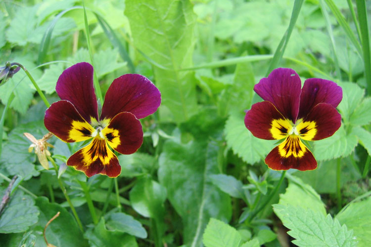 photo "Tweens" tags: nature, flowers