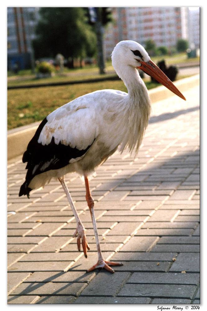 photo "Stork in the city" tags: reporting, nature, wild animals