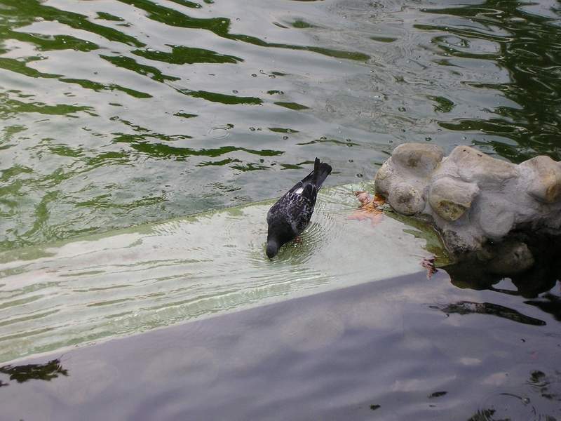 photo "desire to drink" tags: nature, pets/farm animals