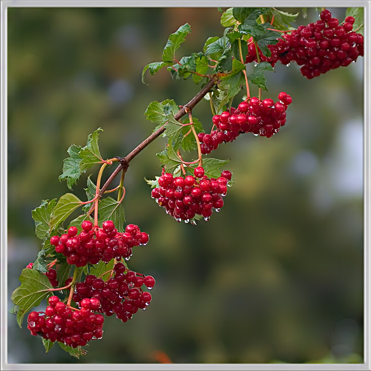 photo "Guelder-rose under a rain" tags: nature, flowers