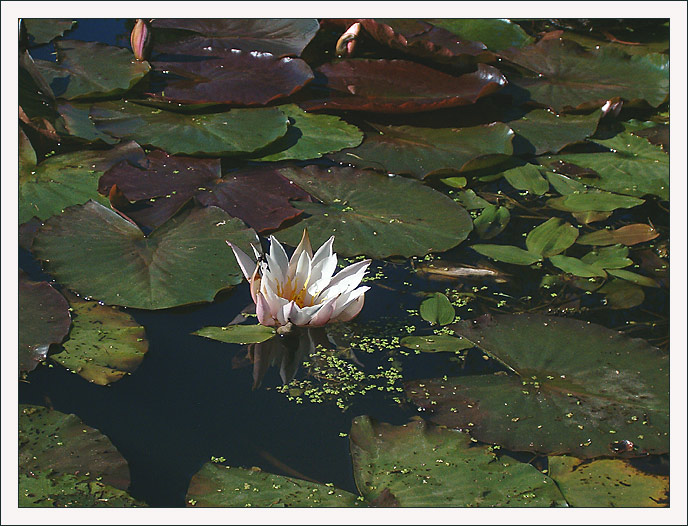 photo "Lily" tags: nature, landscape, flowers, water