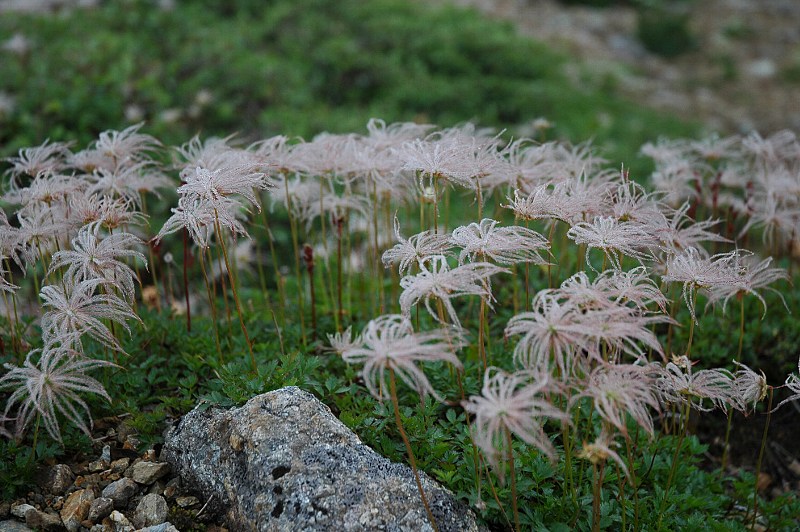 photo "Untitled photo" tags: nature, flowers