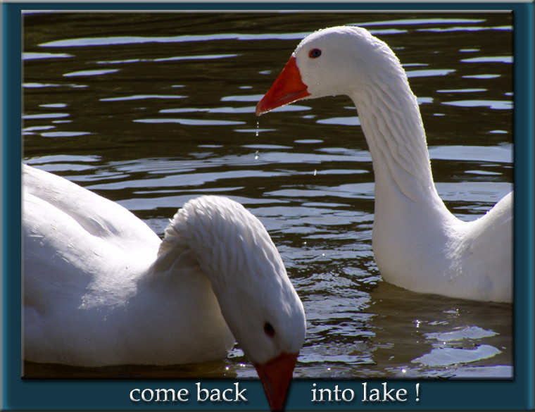 photo "JOKE OF GOOSE !!!" tags: nature, travel, Europe, wild animals