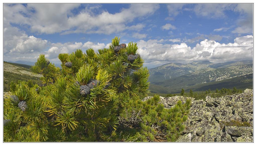 photo "Cedar" tags: landscape, clouds, mountains