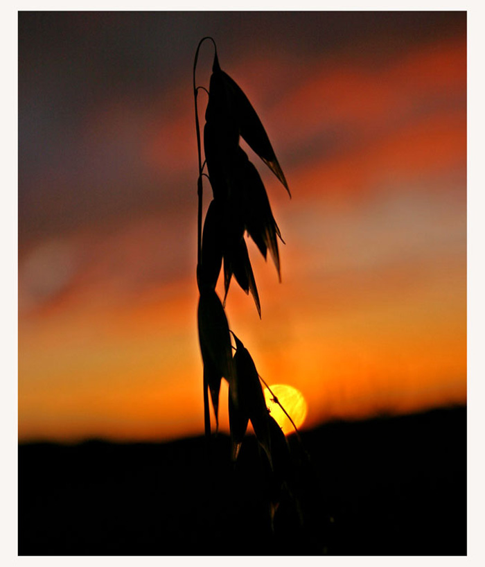 фото "Evening mood" метки: пейзаж, лето