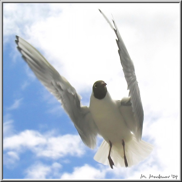 photo "Joy of the sea gull" tags: nature, 
