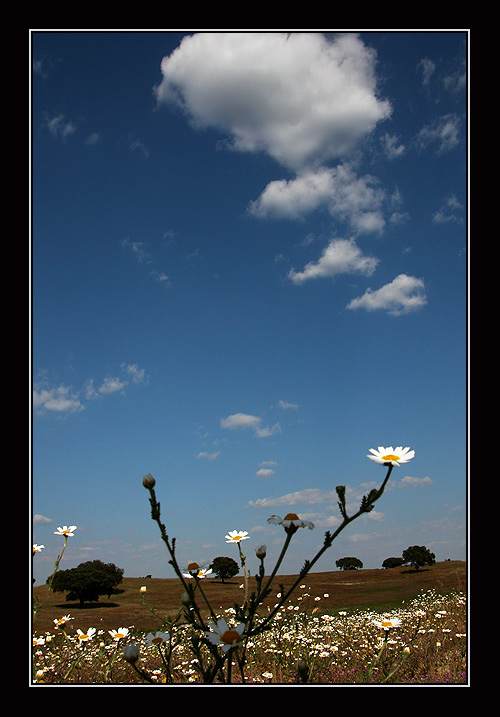 photo "the vernal aspect" tags: landscape, spring