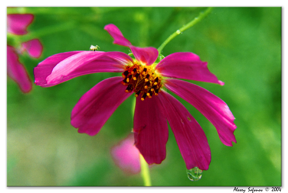 photo "After rain" tags: macro and close-up, nature, flowers