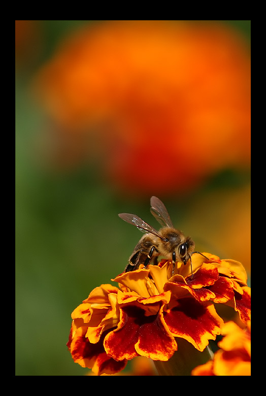 photo "****" tags: macro and close-up, nature, insect