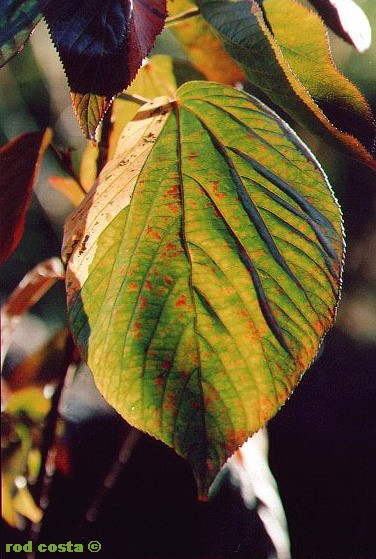 photo "BeautyLeaf" tags: nature, flowers