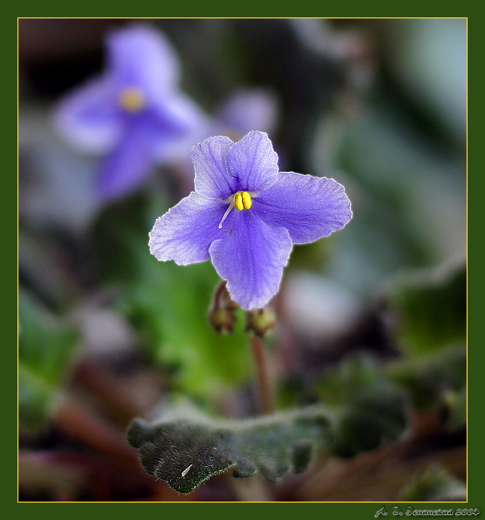 photo "Still a violet:)" tags: nature, macro and close-up, flowers