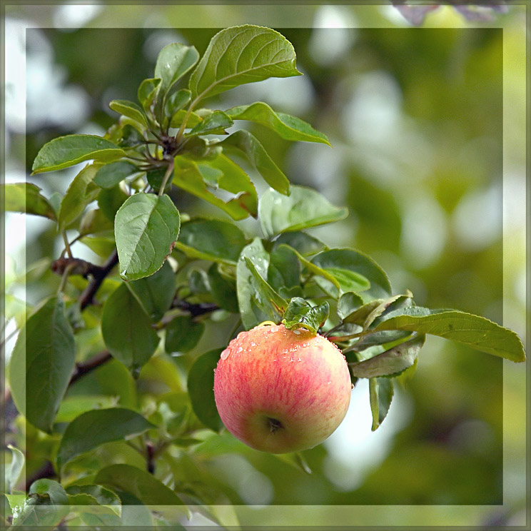 photo "Last apple" tags: still life, 