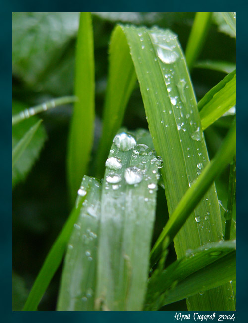 photo "Grief" tags: nature, macro and close-up, flowers