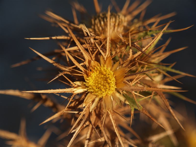 photo "thorny little face" tags: macro and close-up, travel, Europe