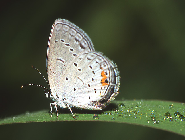 photo "Eastern tailed-blue" tags: nature, insect