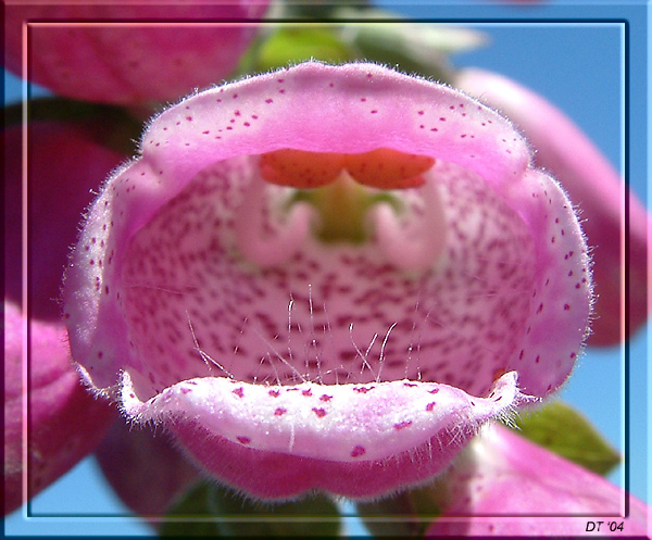 photo "lips" tags: nature, macro and close-up, flowers