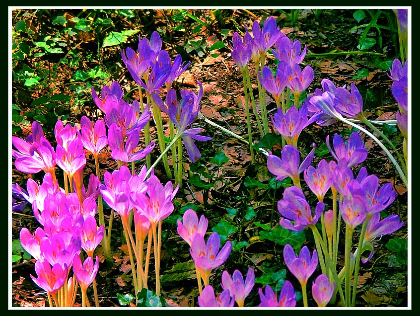 photo "Girls and Boys" tags: nature, flowers