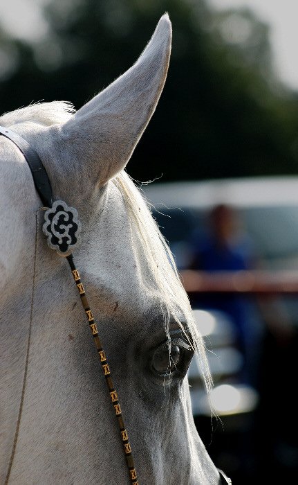 photo "Majestic" tags: nature, portrait, pets/farm animals