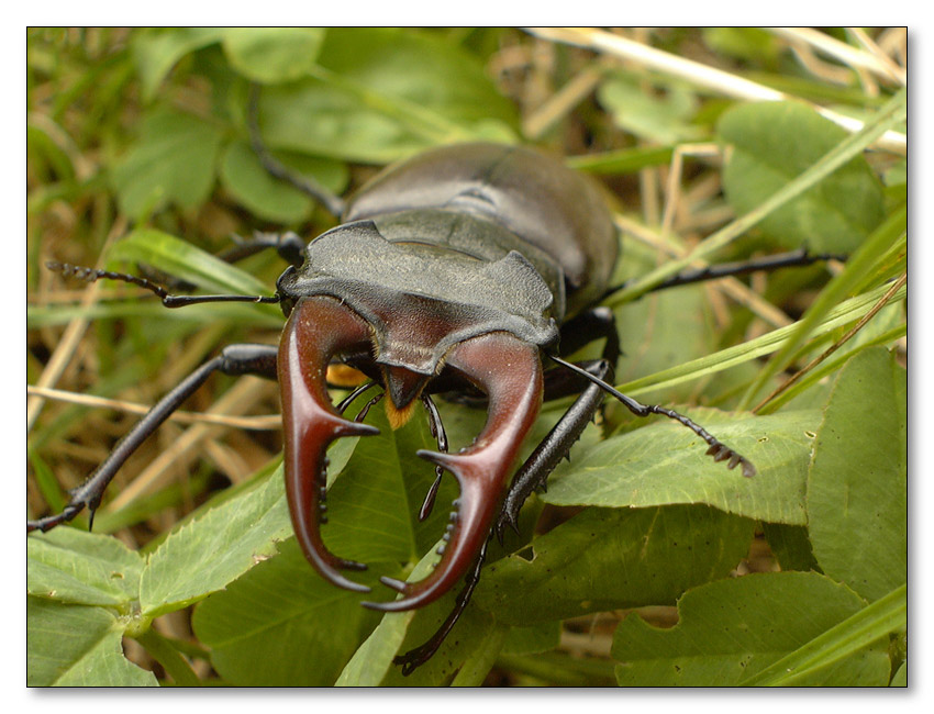 photo "The beetle" tags: macro and close-up, nature, wild animals