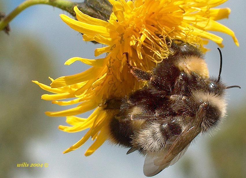 photo "***" tags: macro and close-up, nature, insect