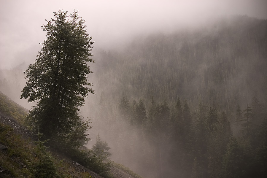 photo "Lost Mountain" tags: landscape, forest