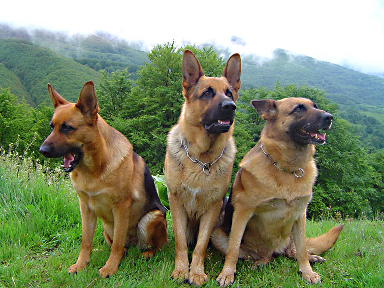 photo "It seems a rain gathers?" tags: nature, landscape, mountains, pets/farm animals