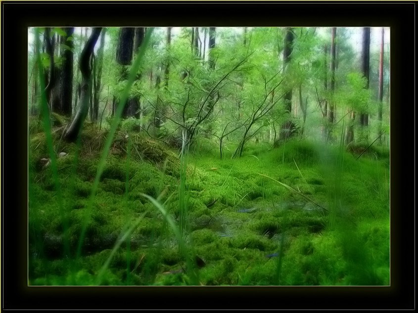 photo "Forest dream" tags: landscape, nature, forest