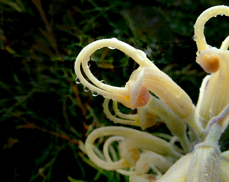 photo "After the rain" tags: macro and close-up, nature, flowers