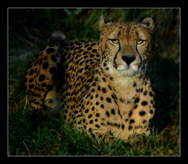 фото "Cat" метки: природа, дикие животные