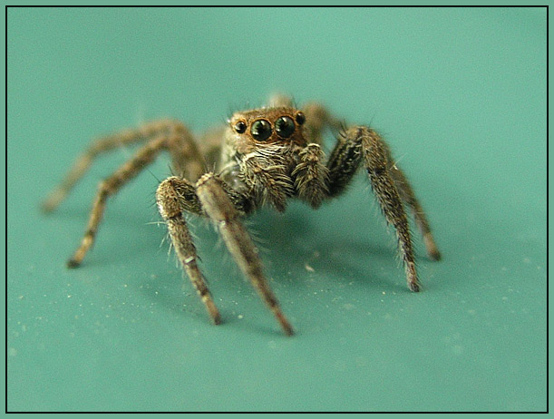 photo "4 eyes" tags: macro and close-up, nature, insect