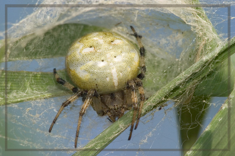 фото "Паучиха" метки: природа, макро и крупный план, насекомое
