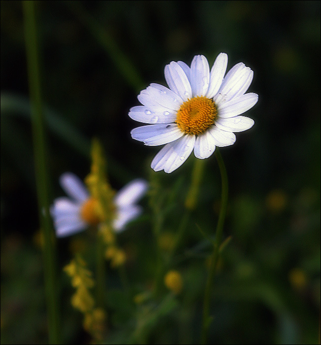 photo "Untitled photo" tags: misc., 