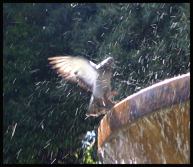 photo "Pigeon in the fountain" tags: genre, travel, Europe