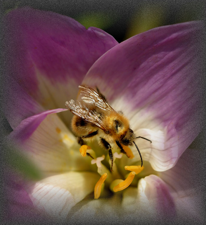 photo "The fluffy visitor" tags: nature, macro and close-up, insect