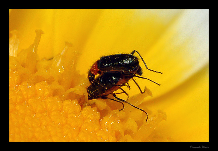 фото "Love and lunch" метки: природа, макро и крупный план, насекомое