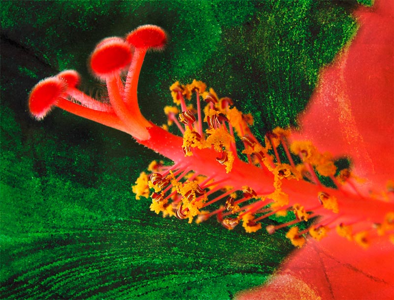 photo "Hibiskus" tags: macro and close-up, nature, flowers