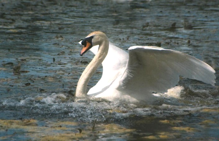 photo "Glory" tags: nature, wild animals