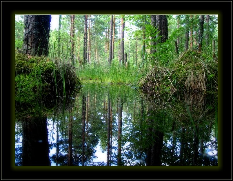 photo "Reflections ...." tags: landscape, forest, water