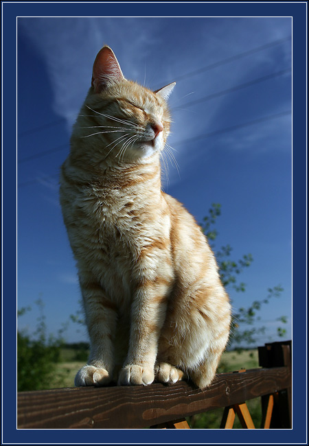 photo "Simply a cat" tags: nature, pets/farm animals