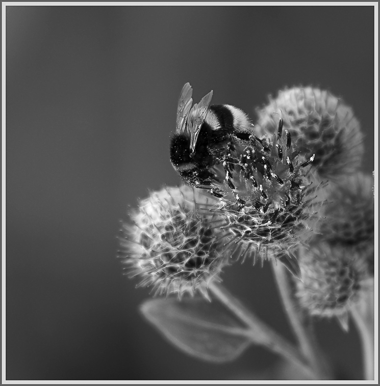 фото "Сладкоежка" метки: черно-белые, природа, насекомое