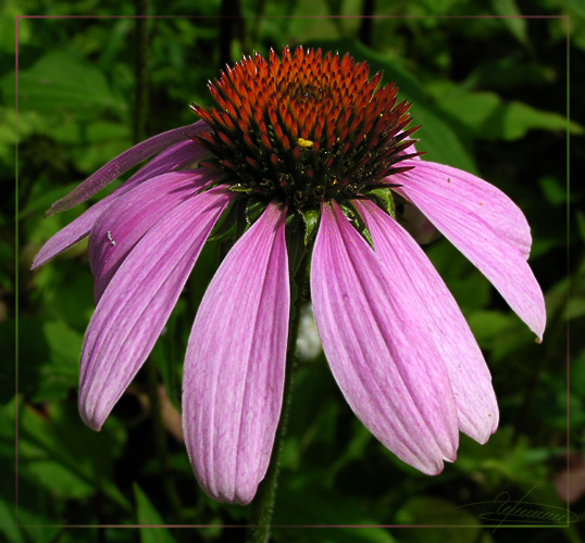 photo "Down..." tags: nature, macro and close-up, flowers