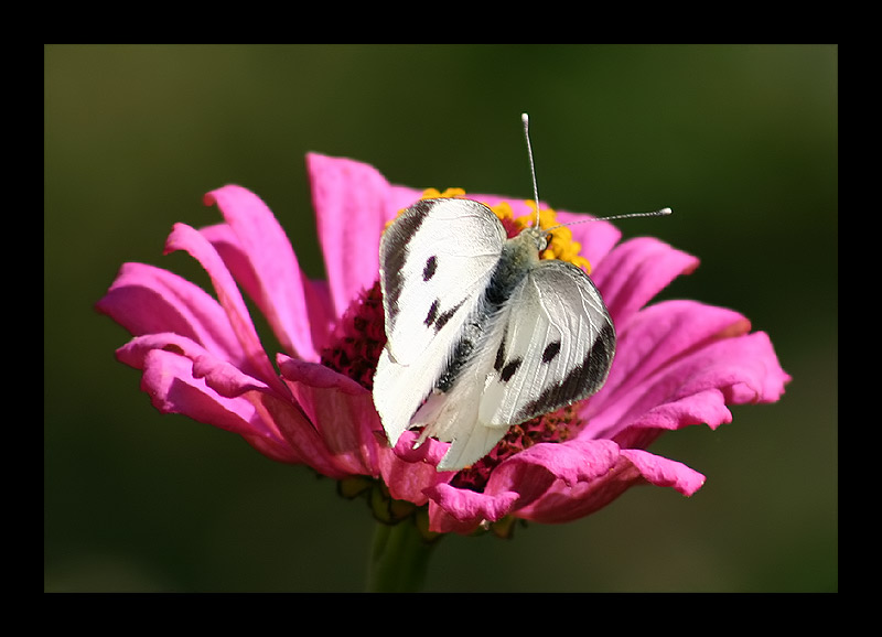 photo "*****" tags: macro and close-up, nature, insect