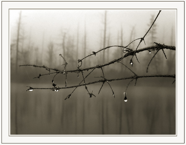 photo "Untitled photo" tags: landscape, autumn, forest