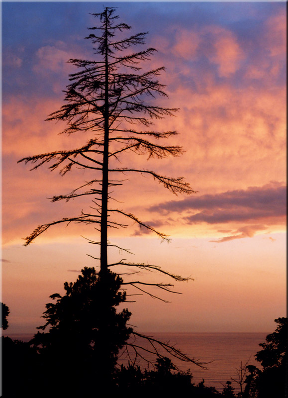 photo "Lonely fir-tree" tags: landscape, nature, sunset