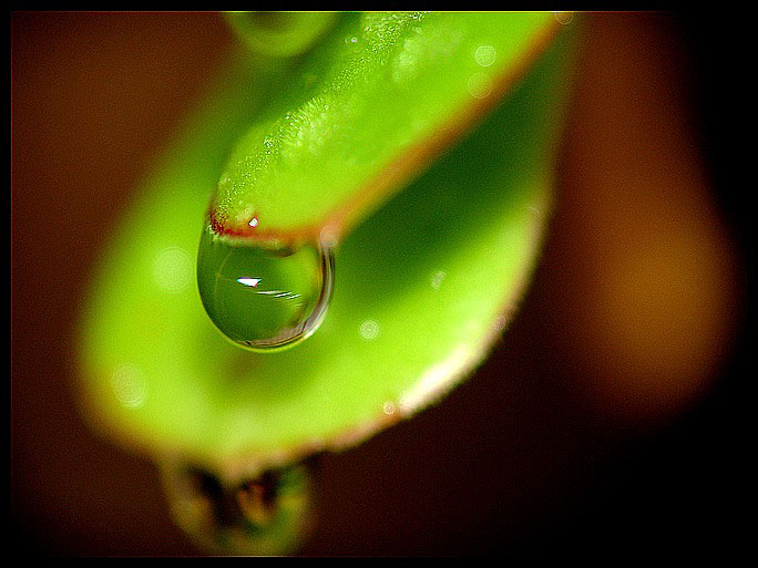 photo "Drop Pearl" tags: macro and close-up, nature, flowers