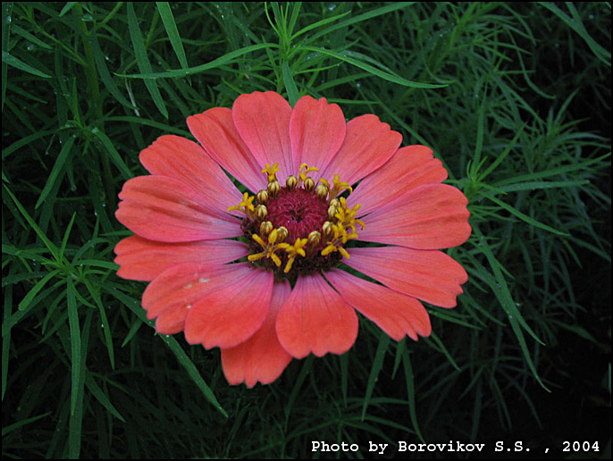 фото "цветок в траве" метки: природа, цветы