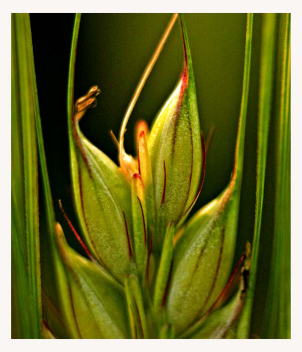 photo "Corn" tags: landscape, summer