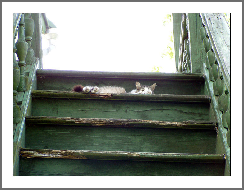 photo "house-cat :)" tags: nature, genre, pets/farm animals
