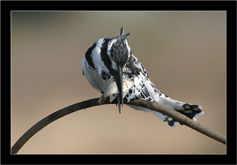 photo "Serial Killer - Pied Kingfisher - Ceryle rudis" tags: nature, genre, wild animals